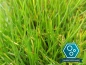 Preview: Strandling - Littorella uniflora, Bild 3